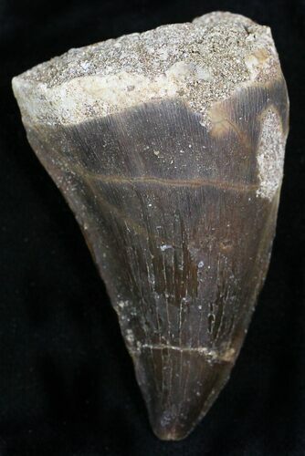 Mosasaur (Prognathodon) Tooth #22048